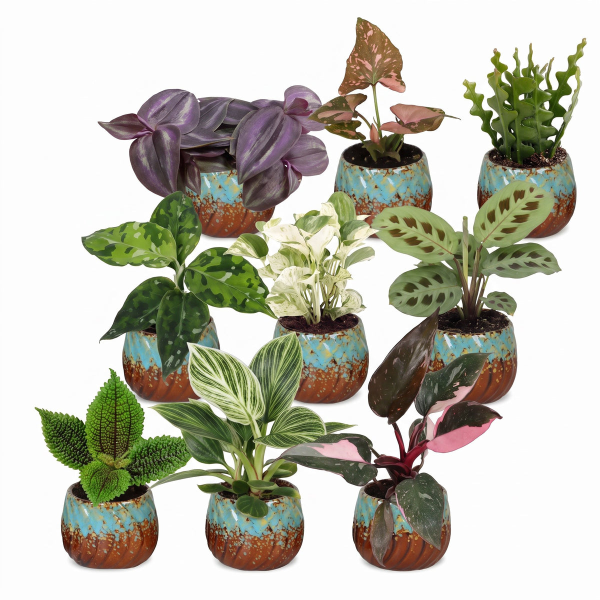 Baby Plants Surprise Box 9x - Verrassingsbox kleine planten - Diversen - Tropisch - incl. Copper Reef - Ø6cm - ↕5-15cm