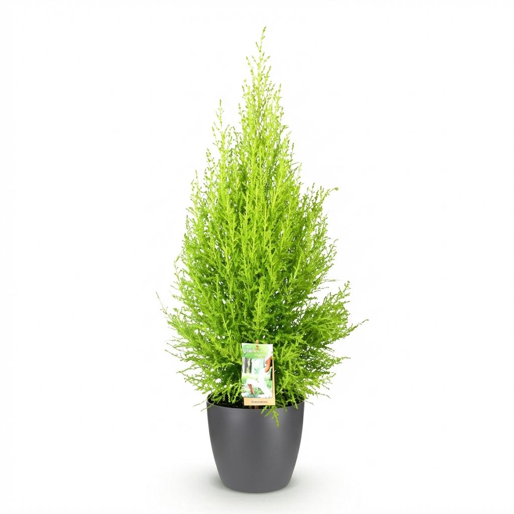 Cupressus Gold Crest Wilma - Kamer conifeer - met Potter Grijs - Pot 21cm - Hoogte 85-95cm