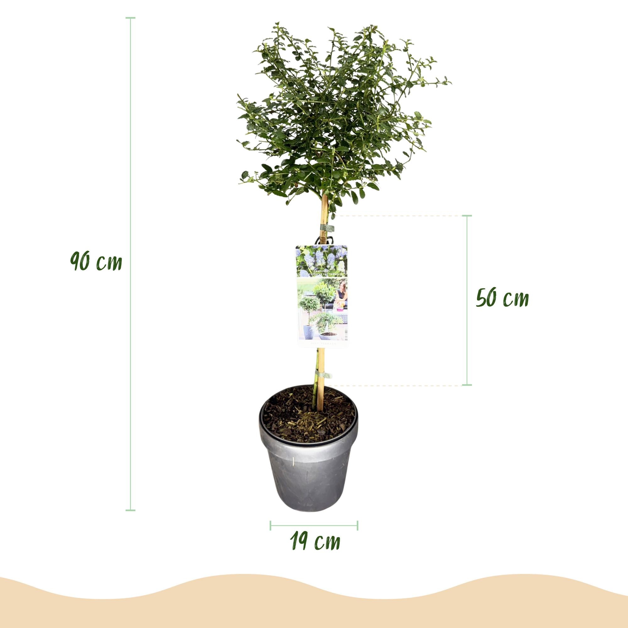 Ceanothus thyrsiflorus Repens - Terras Plant - Bladhoudend - Winterhard - Paarse Bloem - Pot 19cm Hoogte 90cm