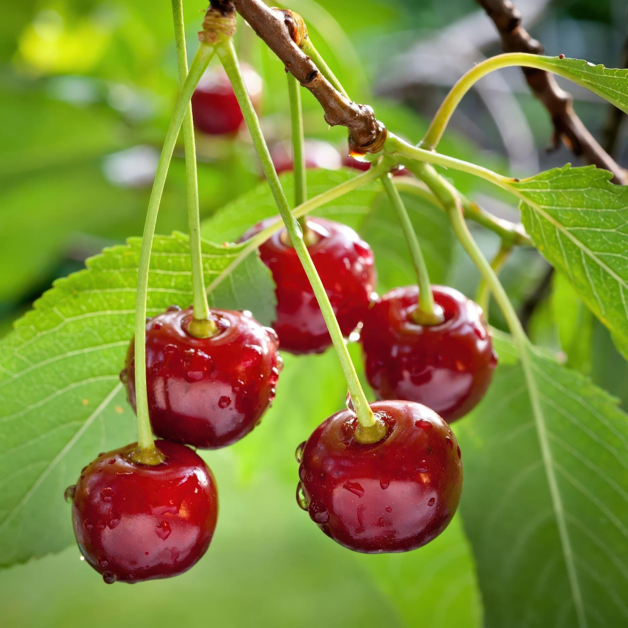 Green boutiQ – Obstpflanze – Kirschbaum – Prunus avium Regina – Rote Kirsche – Topf 21 cm, Höhe 90 cm