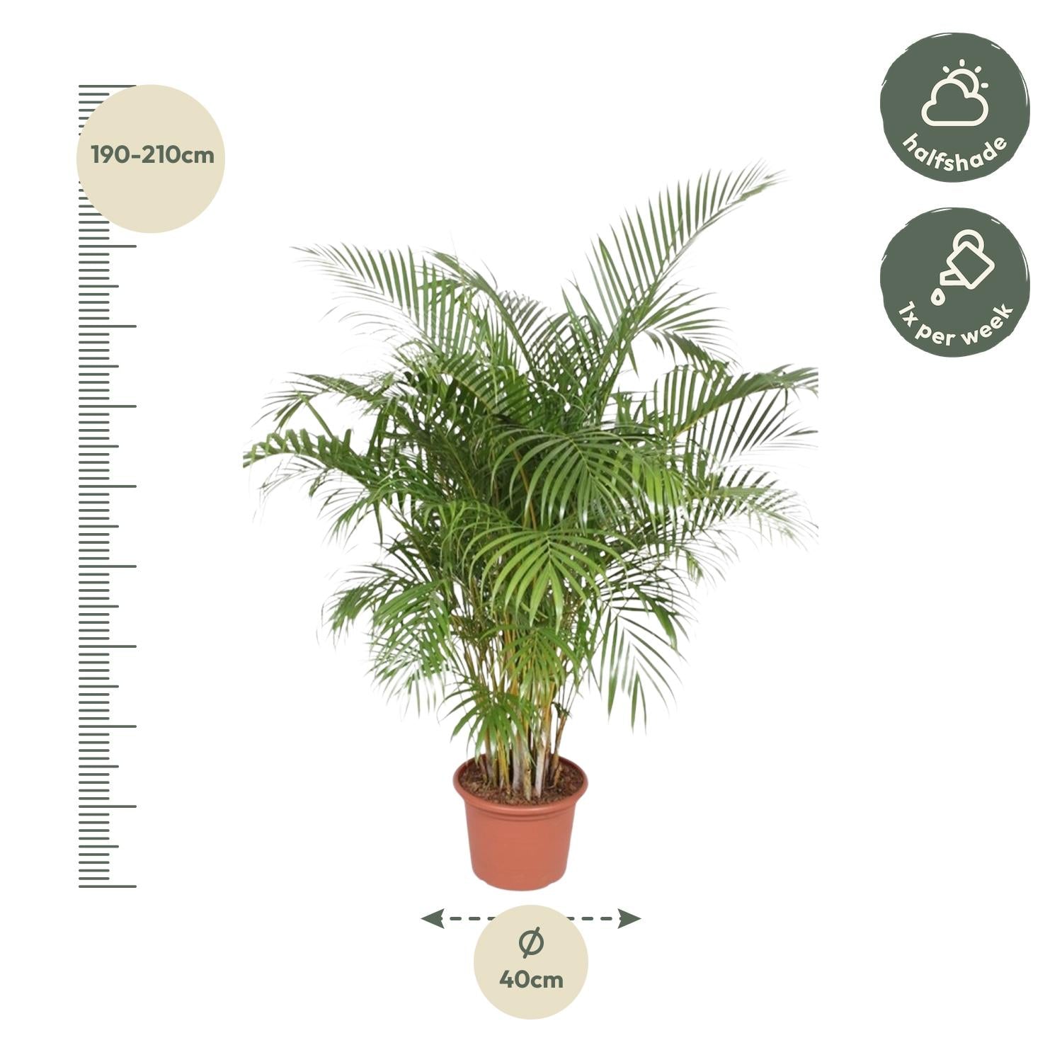 Dypsis lutescens (Areca-Palme) - 200 cm - ø40