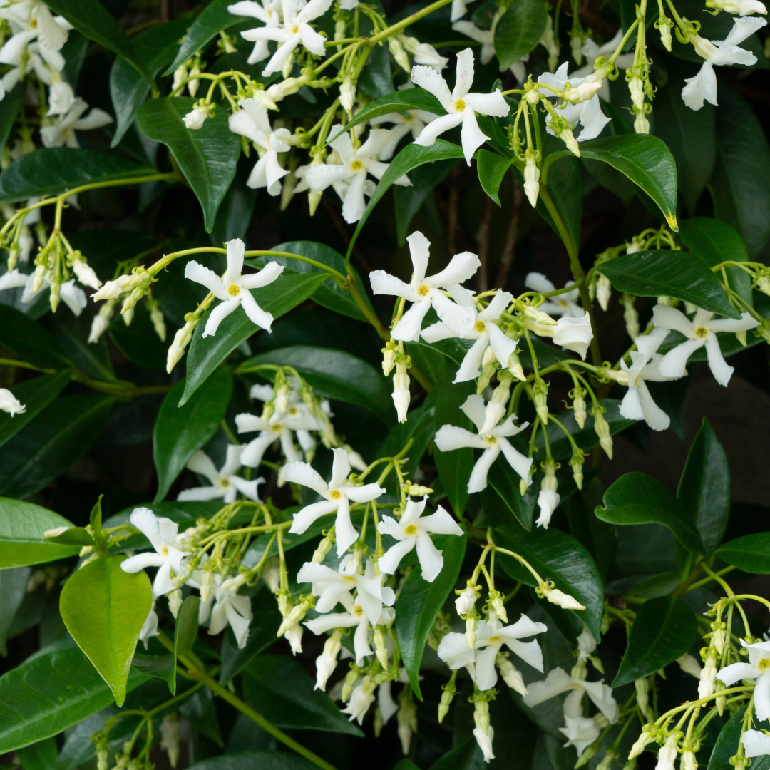 Trachelospermum jasminoides 'Star of Venice'  23cm