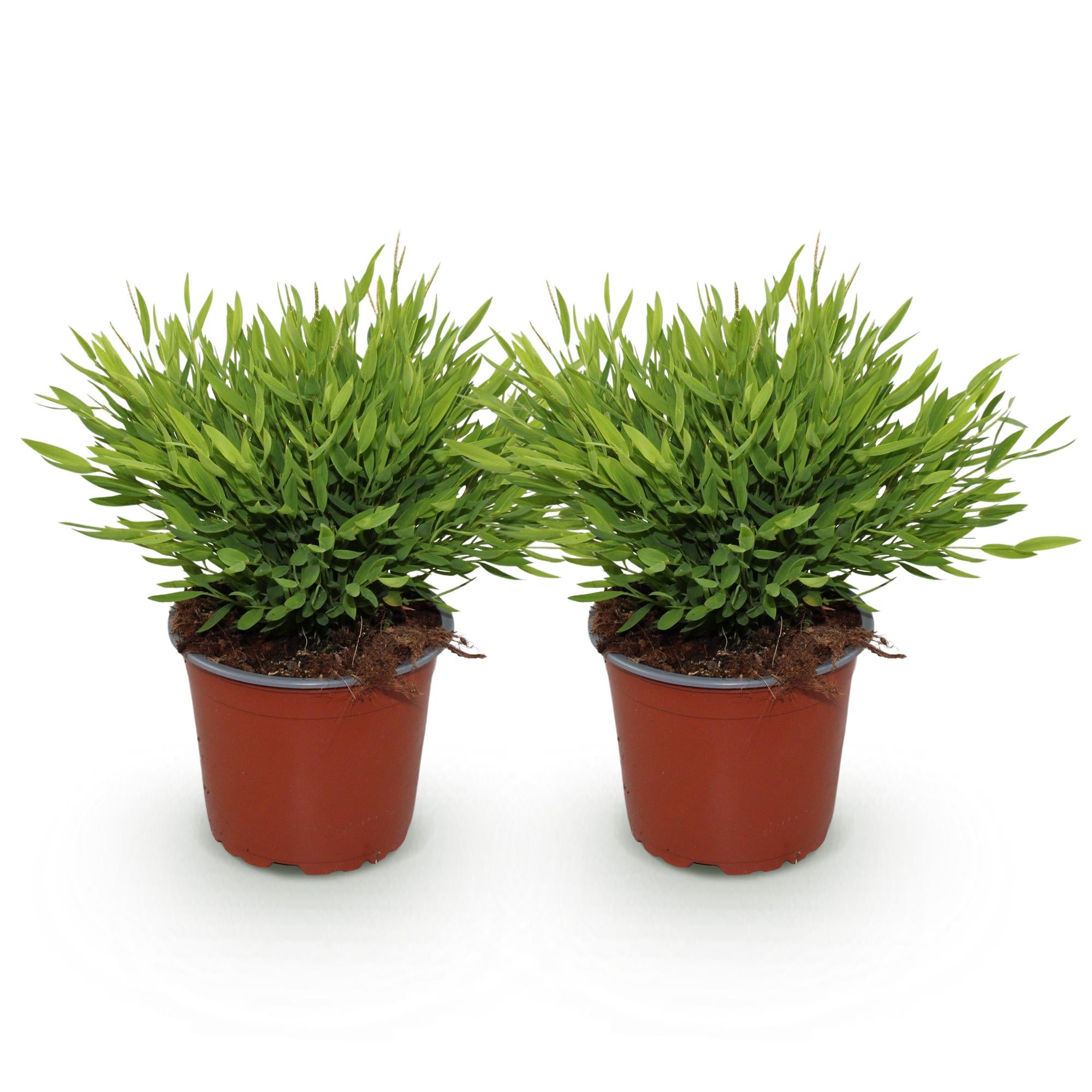 Bamusa Pogonatherum Monica - Kamerbamboe - Huisdiervriendelijk - Groen - 2 Planten - Pot 12cm - Hoogte 30-35cm