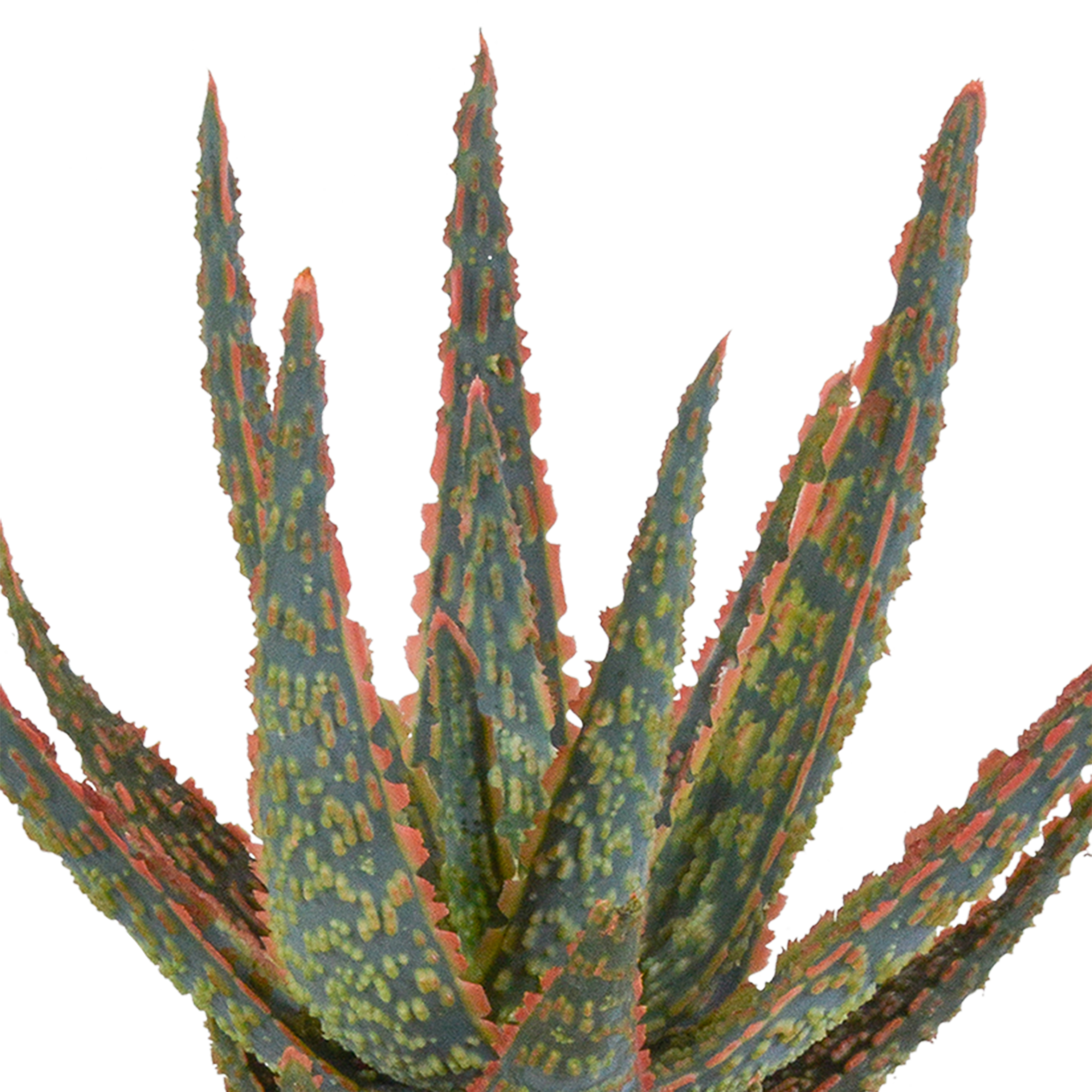 Aloë zebrina Dannyz 10,5cm - in witte pot