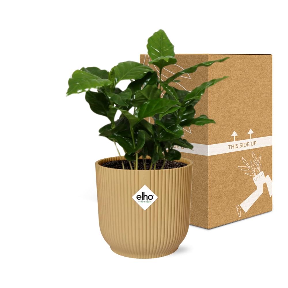 Café Arabica ELHO Vibes Fold 14cm jaune
