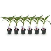 Bananen plant - Musa sikkemensis Red Tiger - Winterhard - 6 planten - Pot 12cm Hoogte 30cm