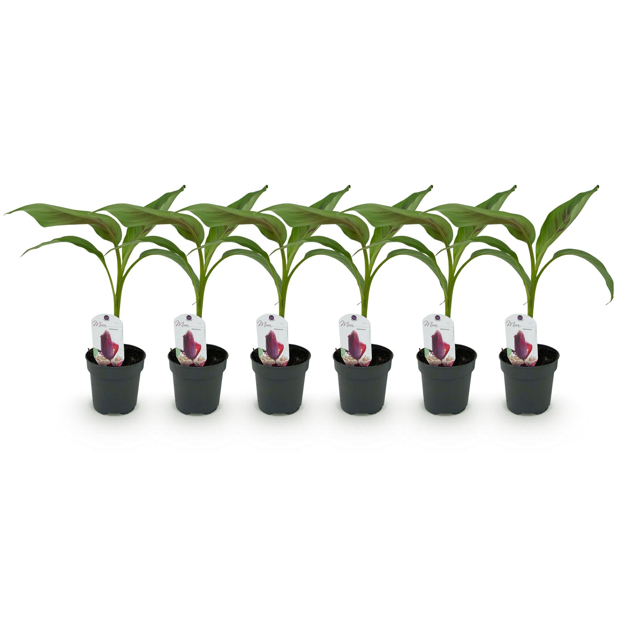 Bananen plant - Musa sikkemensis Red Tiger - Winterhard - 6 planten - Pot 12cm Hoogte 30cm