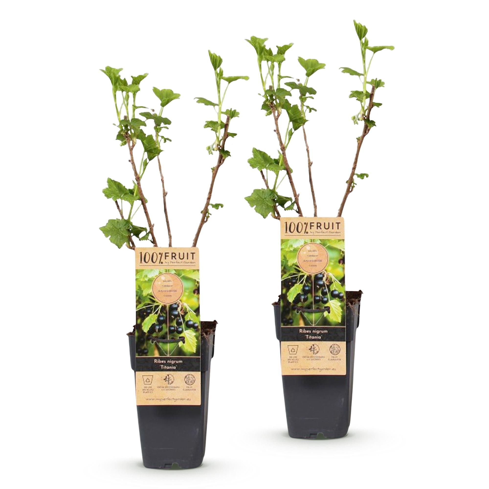 Ribes nigrum Titania - Bessenplant - Winterhard - Zwarte Bes - 2 Planten - Pot 15cm - Hoogte 50cm