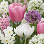 500x Lök Trädgård Rosa - Blomlökar - Lök Trädgård Rosa - Diverse - Sommarblommande - Lökstorlek 10/12