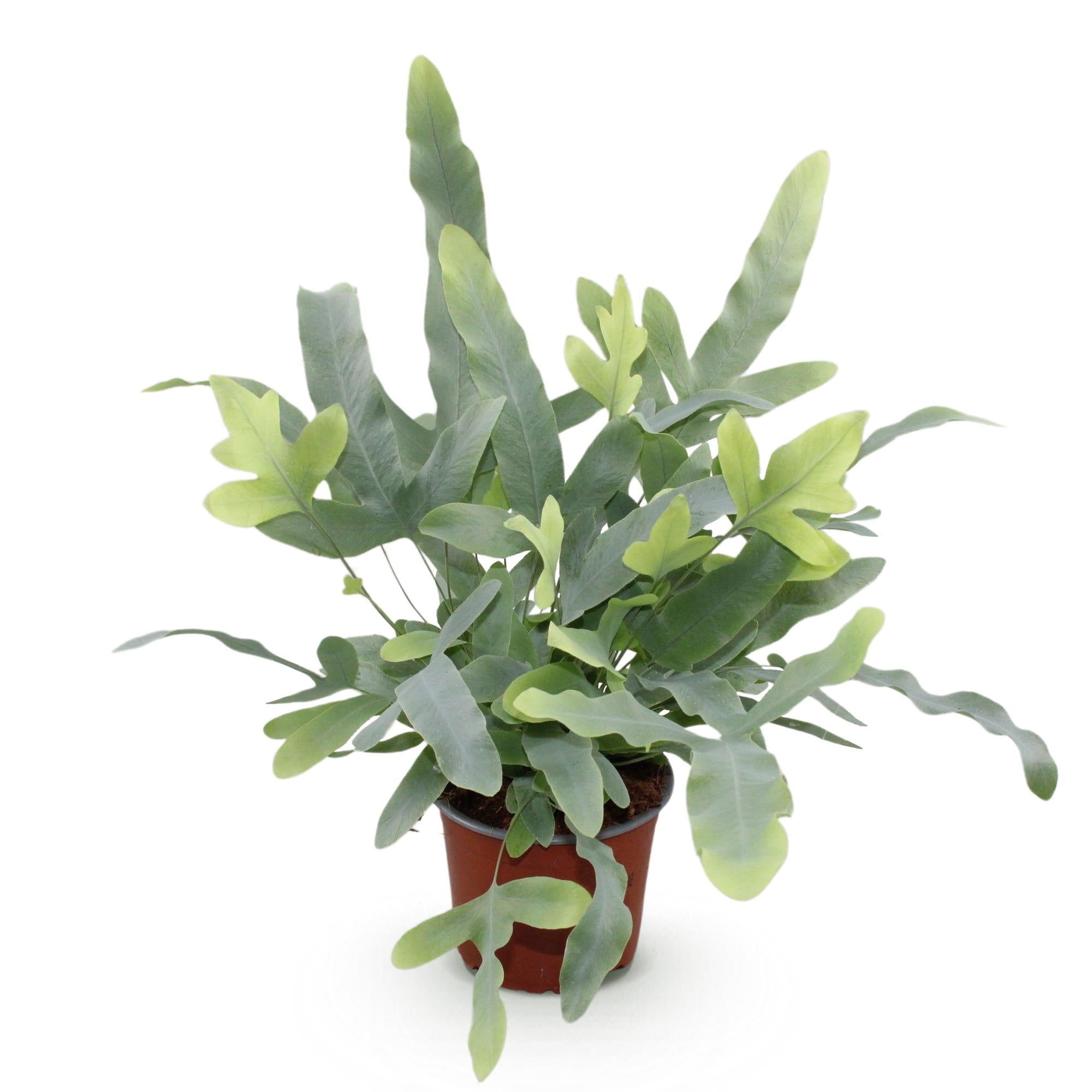 Phlebodium aureum Blue Star - Blauwe Varen - Huisdiervriendelijke Plant - Blauw - 1 Plant - Pot 12cm - Hoogte 25cm