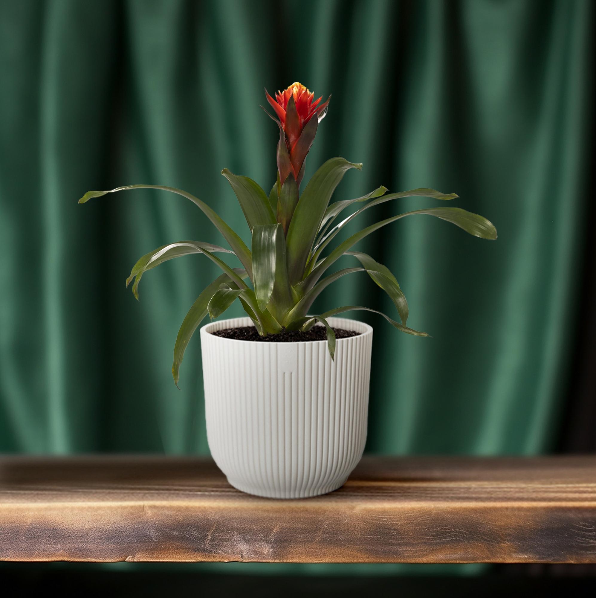 Bonheur Guzmania - Ø12 ↕45