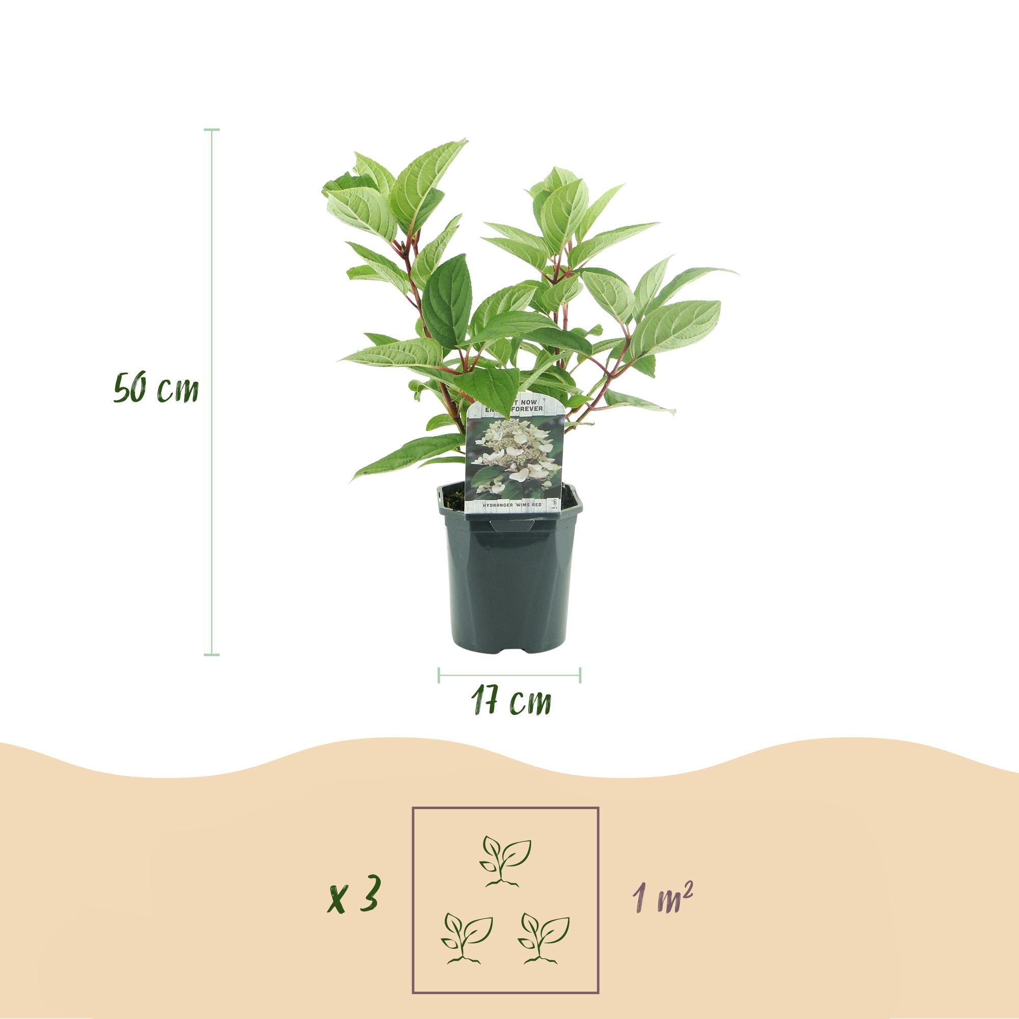 Green boutiQ – Federhortensie (Hydrangea panniculata 'Wims Red') – Blüten: Weiß-Rot – 1 Pflanze – Laubabwerfend – Große Blüten – Topf: 17 cm, Höhe: 50 cm