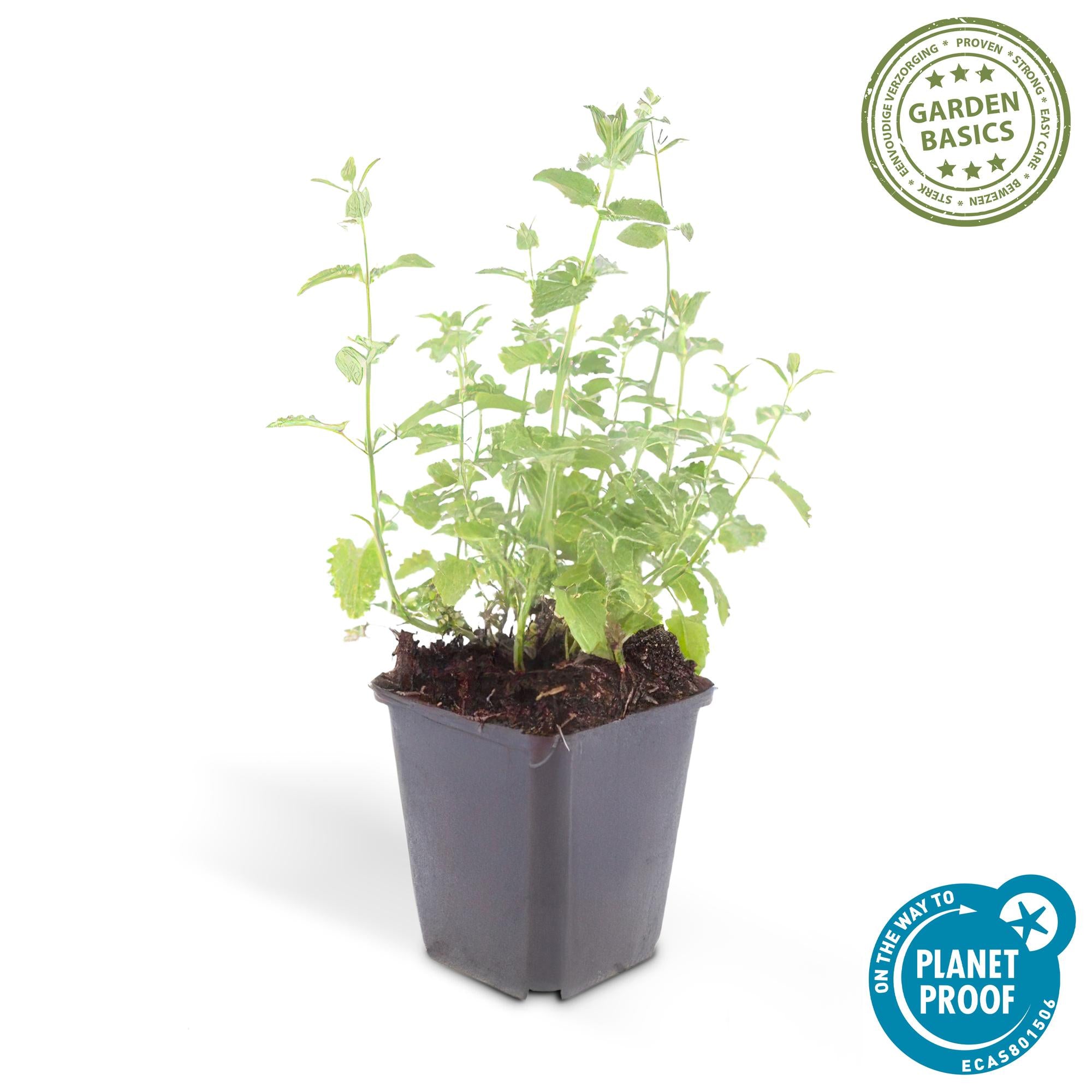 24x Nepeta 'Gigante de las Seis Colinas' - ↕10-25cm - Ø9cm