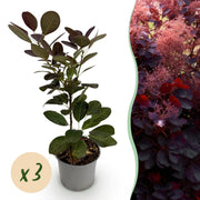 Cotinus coggyria Royal Purple - Paars - 3 Planten - Bladverliezend - Weinig Onderhoud - Pot 12cm Hoogte 35cm