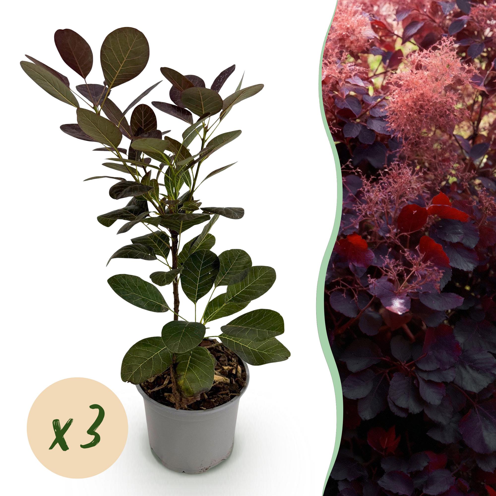 Cotinus coggyria Royal Purple - Paars - 3 Planten - Bladverliezend - Weinig Onderhoud - Pot 12cm Hoogte 35cm