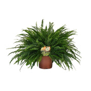 Nephrolepis Dame Verte - Ø19cm - ↕60cm