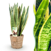 Sansevieria Laurentii - Vrouwentong - Weinig onderhoud - met mand - Groen - 1 Plant - Pot 21cm - Hoogte 70-80cm