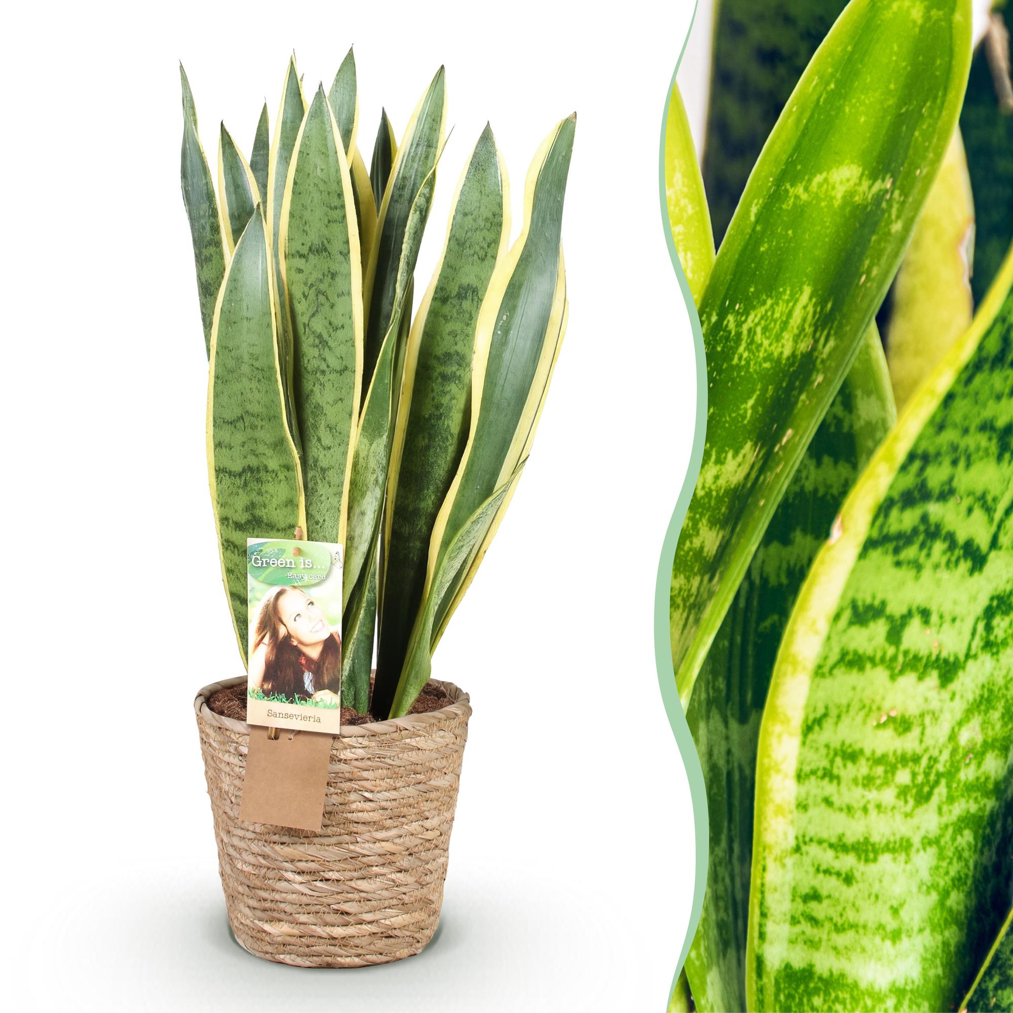 Sansevieria Laurentii - Vrouwentong - Weinig onderhoud - met mand - Groen - 1 Plant - Pot 21cm - Hoogte 70-80cm