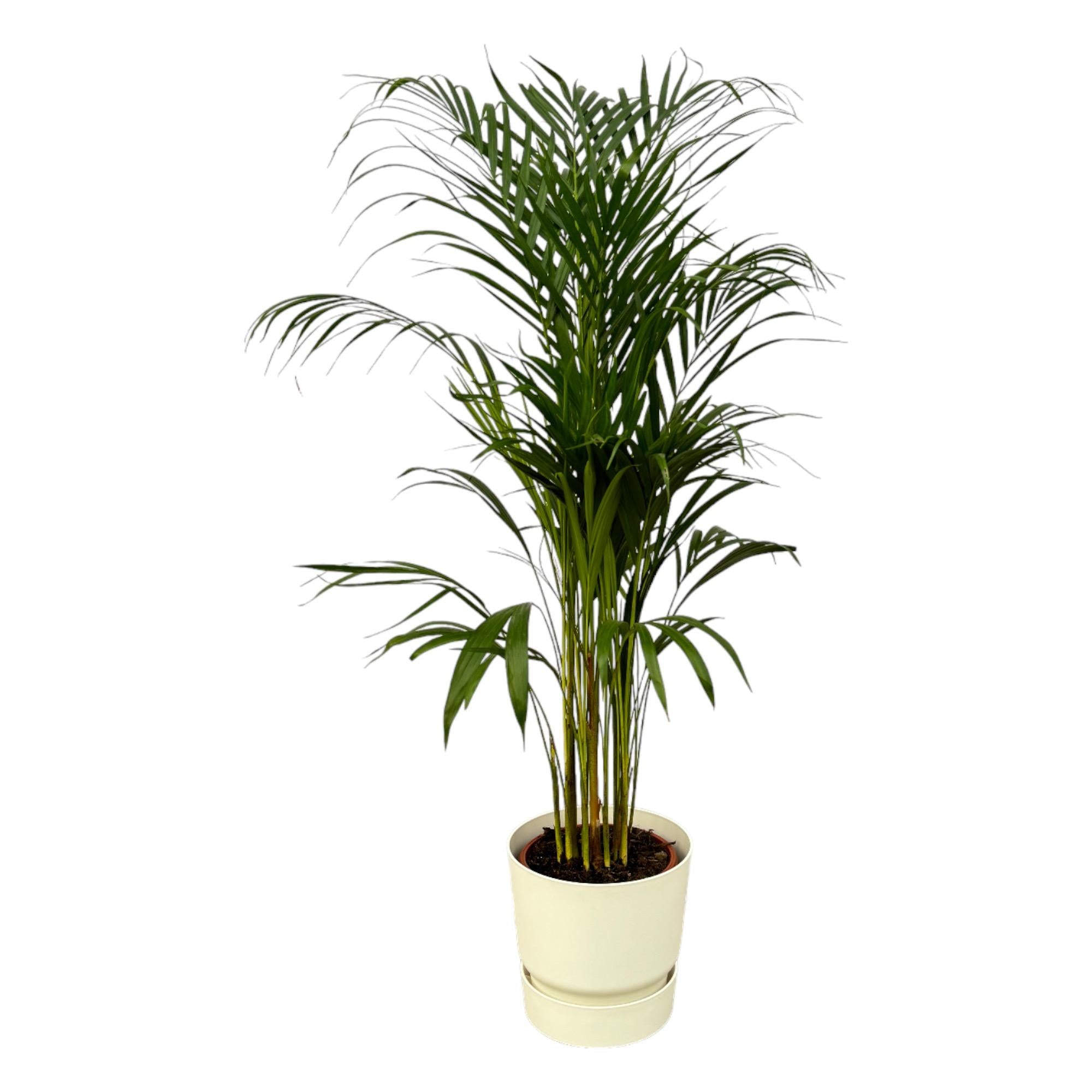 Areca-Palme - ↨110 cm - Ø21 cm inklusive elho Greenville Round weiß D24xH23
