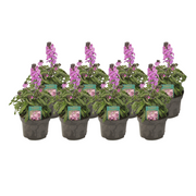 Erysimum Linifolium 'Bowles Mauve' - 8 pezzi - Ø13cm - ↕30cm