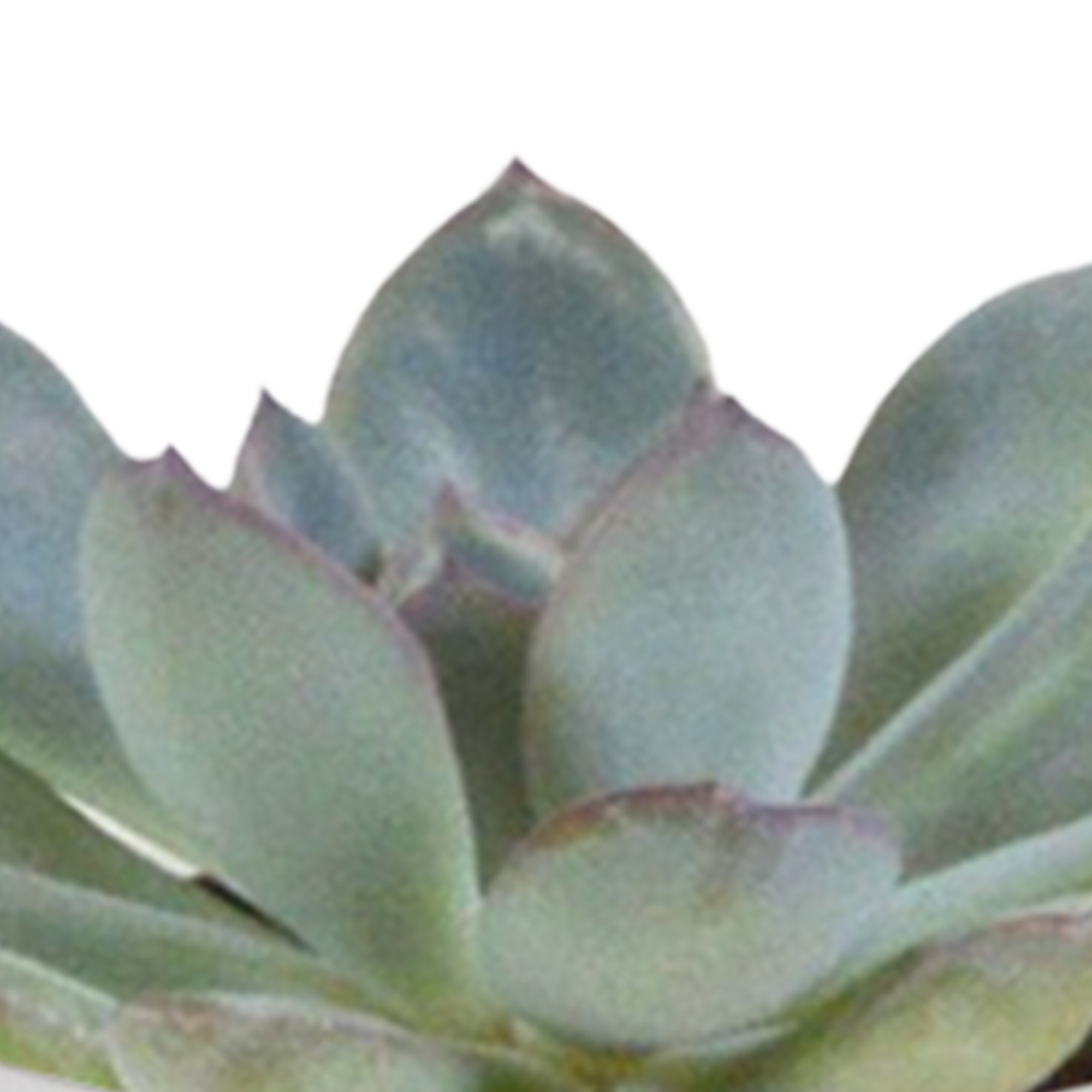 Cactus and succulent mix 5.5 cm | 15 pieces - in white pot