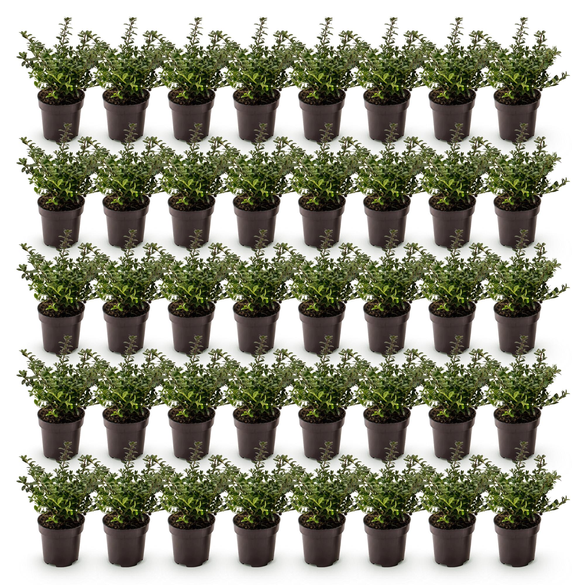 Ilex crenata Stokes - Japanse Hulst 40x - Haagplanten - Groenblijvend - Groen - Pot 9cm - Hoogte 20-30cm