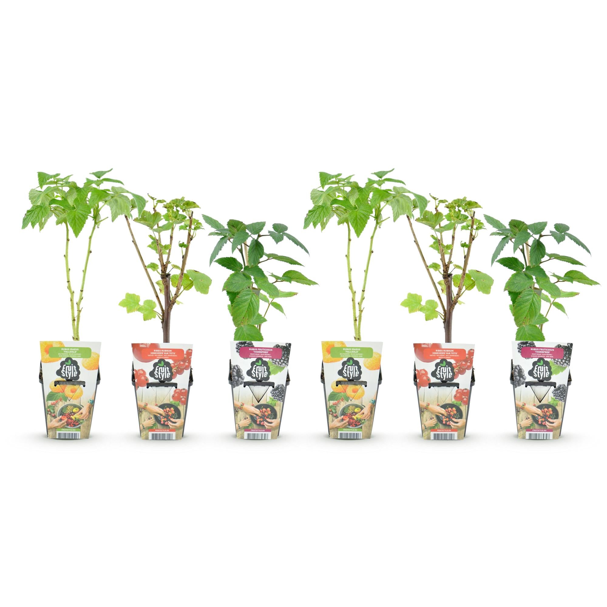 Tricolour - Rode Bes - Gele Framboos - Zwarte Braam  - Winterhard - 6 Planten - Pot  9cm