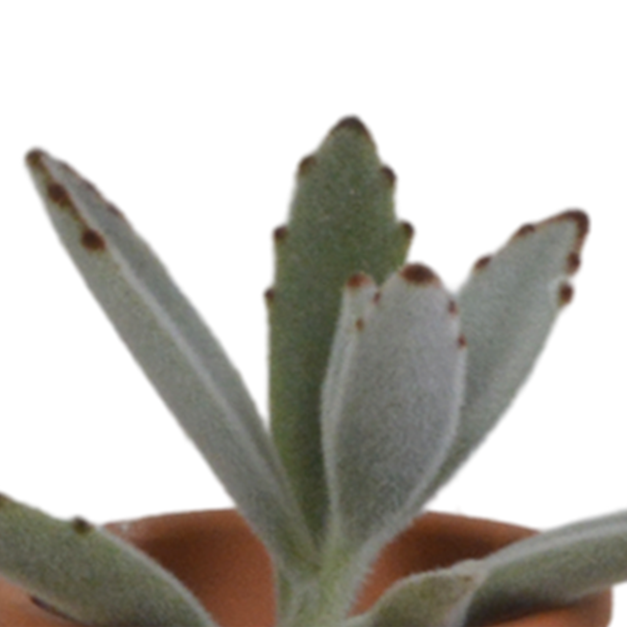Succulent mix 5.5 cm - 5x - in terracotta pot