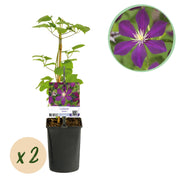 Clematis Mikelite - Bloem Paars - Weinig onderhoud -2 planten -  Pot 11cm Hoogte 40cm