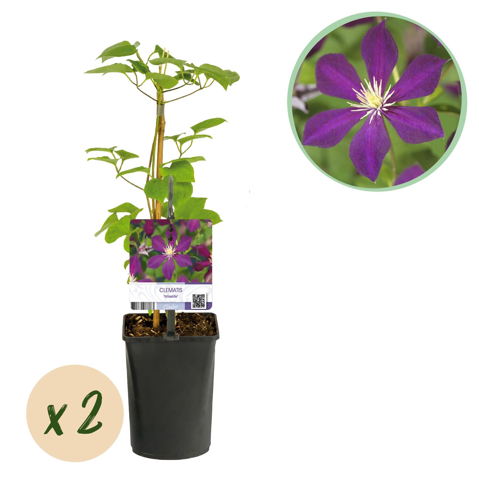 Clematis Mikelite - Bloem Paars - Weinig onderhoud -2 planten -  Pot 11cm Hoogte 40cm