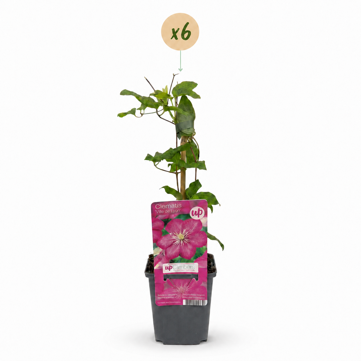 Clematis Ville de Lyon - Bosrank 6x - Rood - Klimplant - Ø9cm - ↕35cm