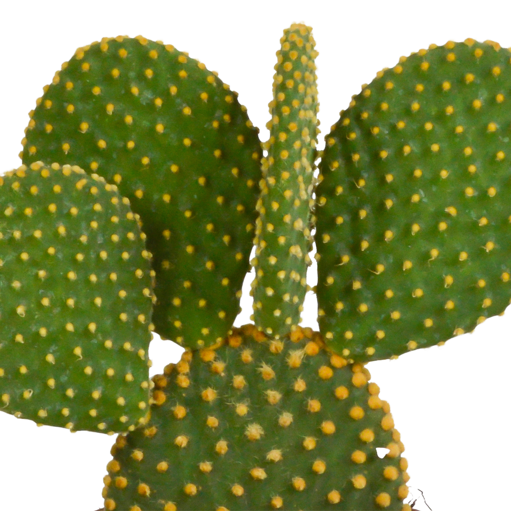 Cactus mix 10.5 cm - 3x - zonder pot