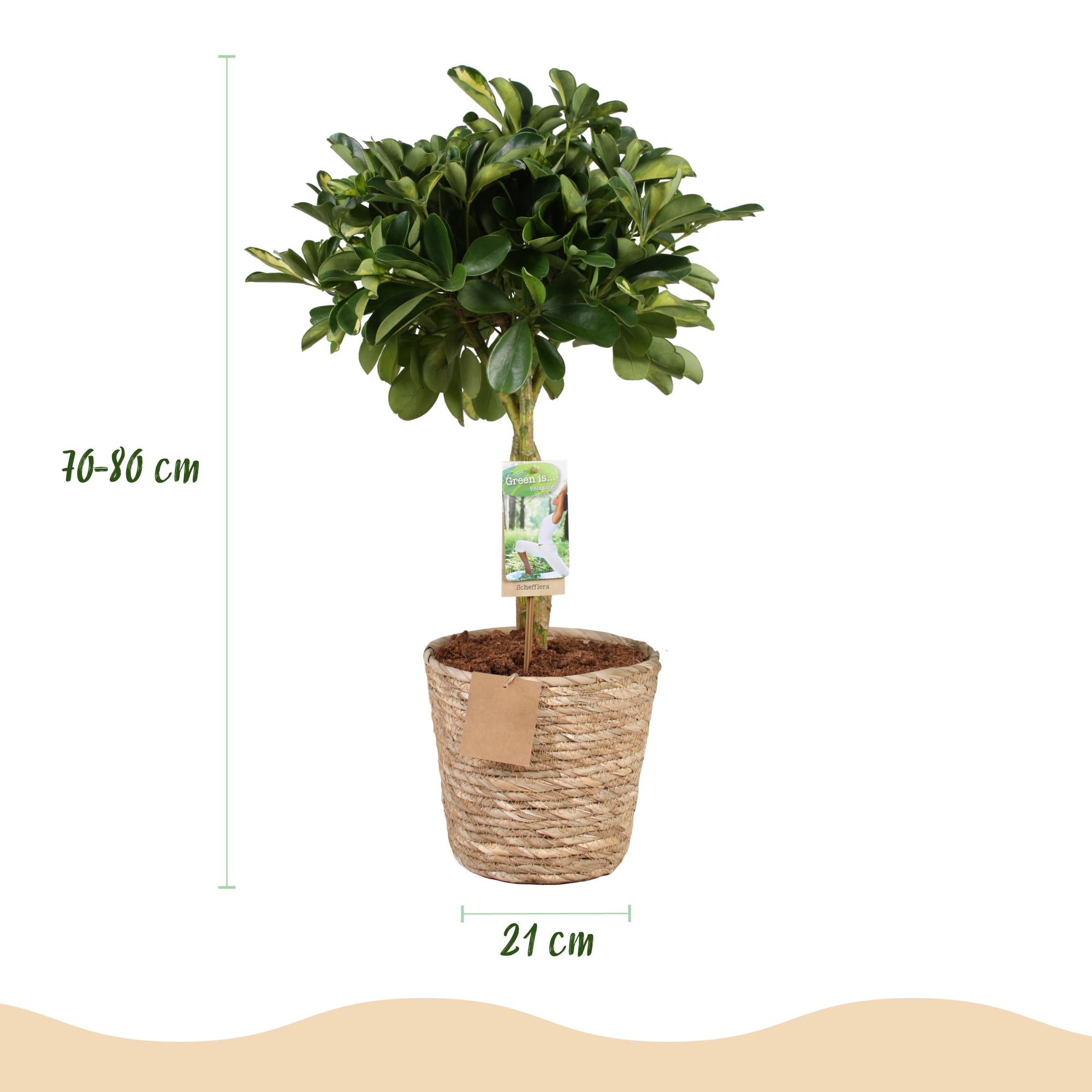 Schefflera Gold Capelle - Vingerboom - met mand - Pot 21cm - Hoogte 70-81cm