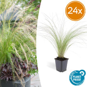 24x Stipa tenuissima 'Queues de cheval' - ↕10-25cm - Ø9cm