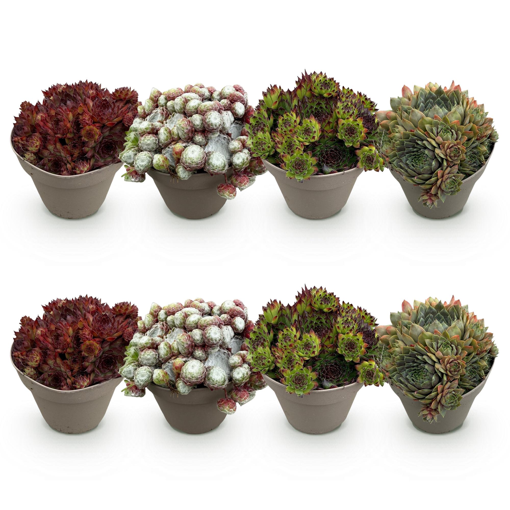 Sempervivum Big Sam - 8 Planten - Diversen kleuren - Weinig Onderhoud - Pot 14 Hoogte 17