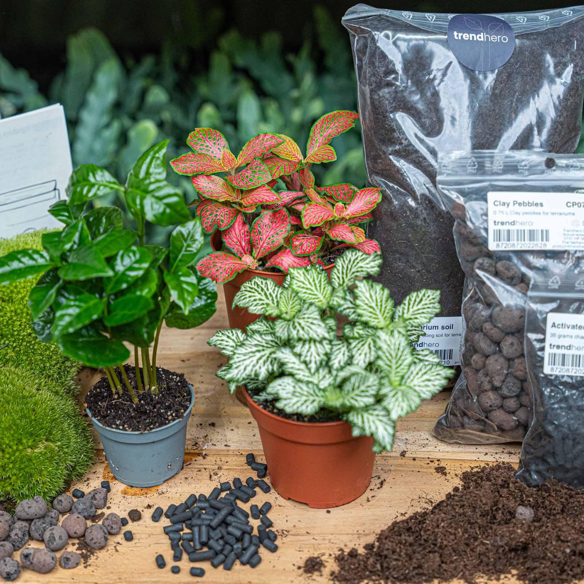Plant terrarium kit - Coffea Arabica - Refill & Starter Kit - DIY
