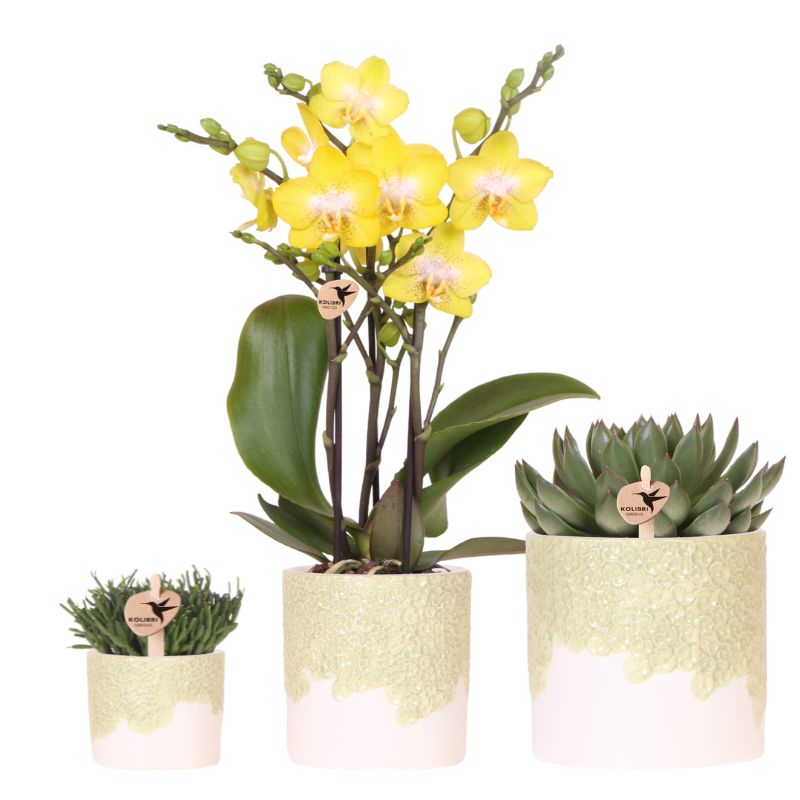 Kolibri Company | Plantenset Bloom Green | Gele Albenga orchidee 9cm + groene planten incl. sierpotten