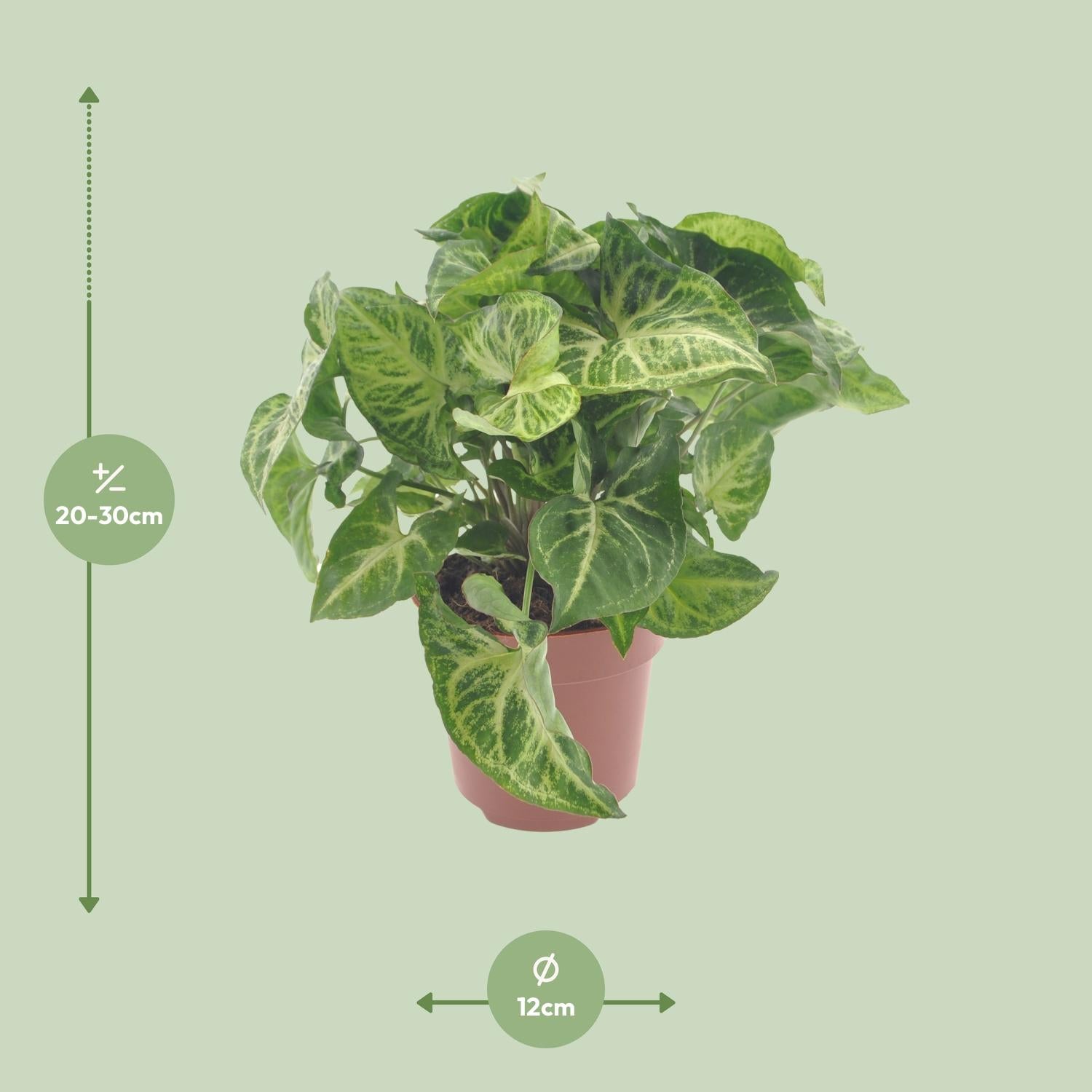 Flèche Syngonium - Ø12cm - ↕25cm