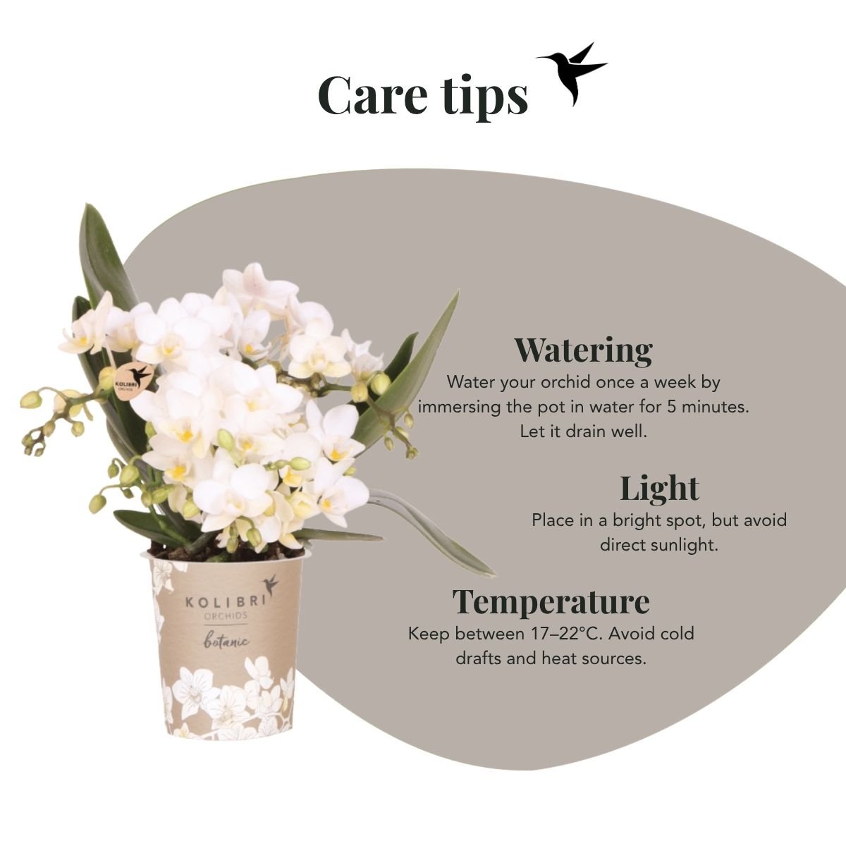 Kolibri Orchids | Combi Deal - 4 Witte Phalaenopsis Orchideeën Botanic Nazare - Ø9 cm