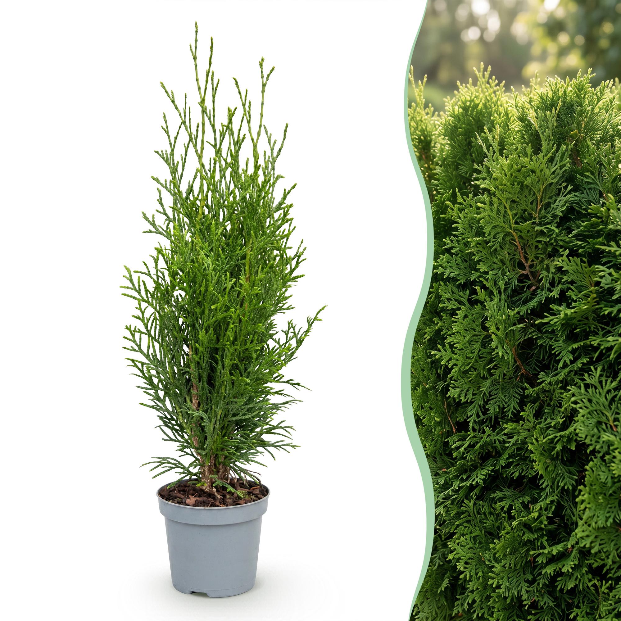 Thuja occidentalis Smaragd - Levensboom 16x - Haagplanten - Groenblijvend - Groen - Pot 9cm - Hoogte 20-30cm