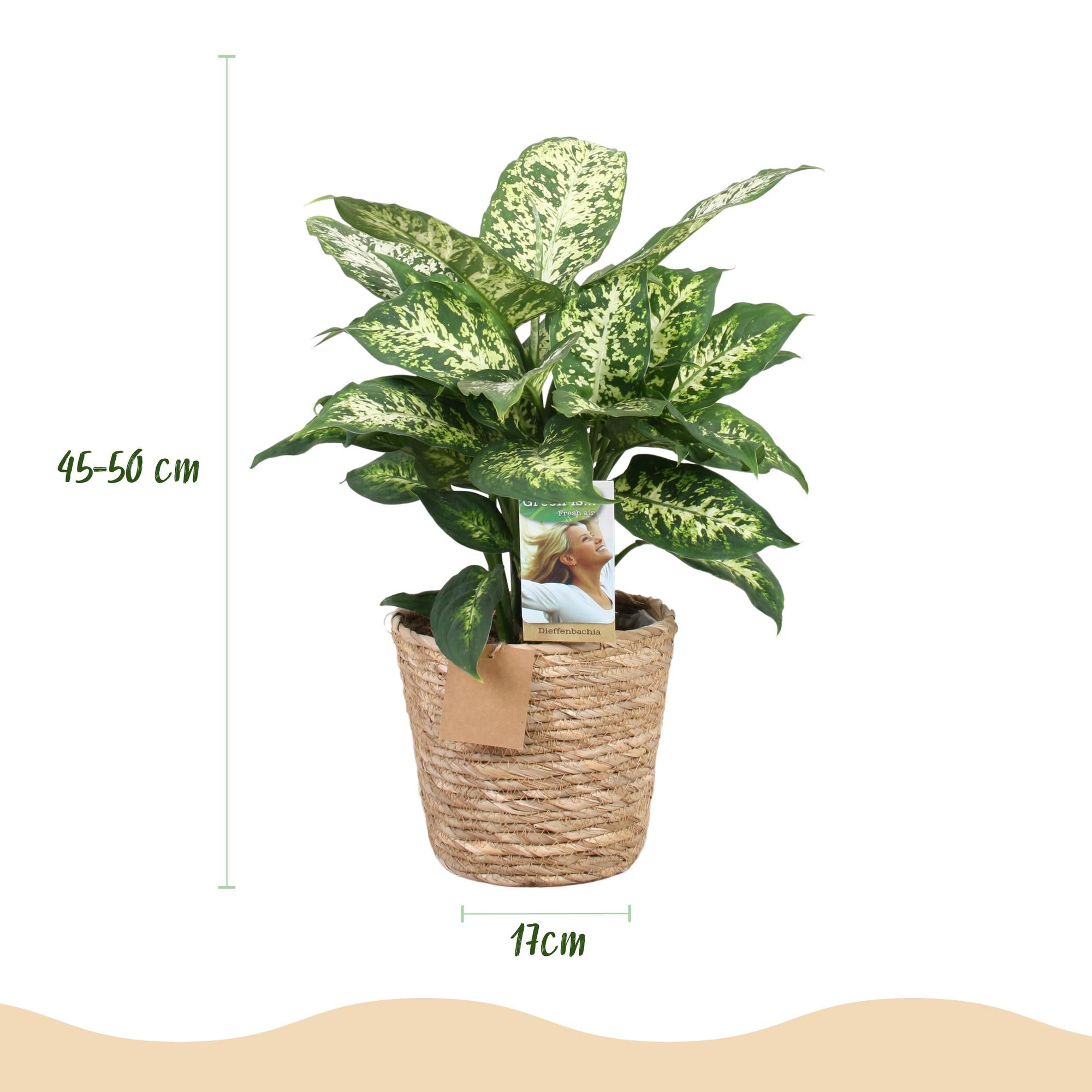 Diefenbachia Compacta - Weinig onderhoud - met mand - Groen - 1 Plant - Pot 17cm - Hoogte 45-50cm