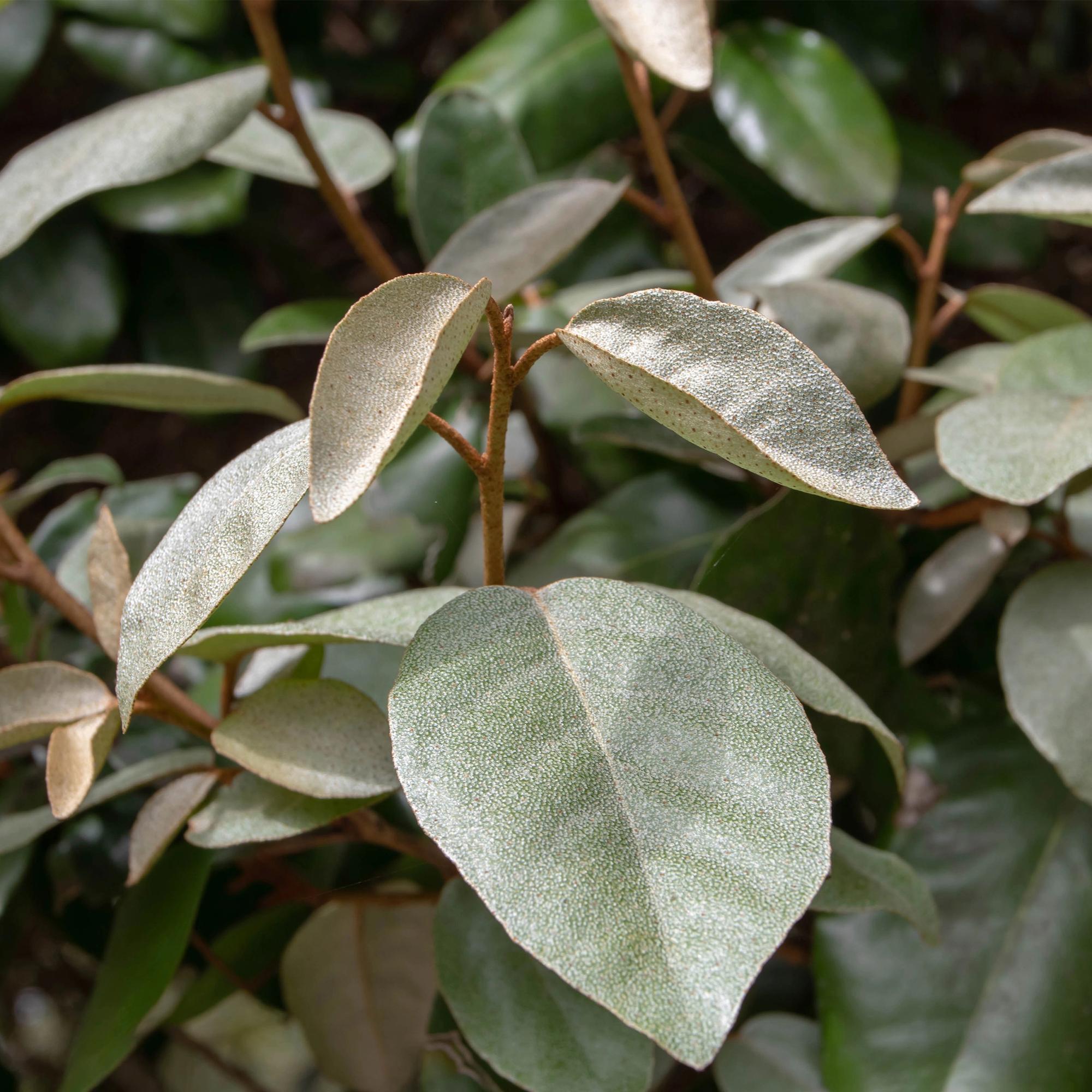 Eleagnus ebbingei Compacta - Blad Grijs - 8 Planten - 1 Strekkende Meter - Groenblijvend - Pot 9cm Hoogte 30-35cm