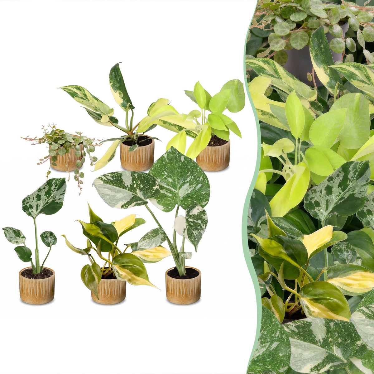 Baby Planten Tropical Mix - Diversen 6x - Tropisch - incl. Linnea Honey - Ø6cm - ↕10-15cm