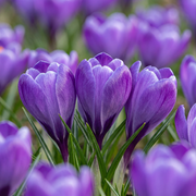 240x Crocus Blue - Bloembollen - Blauwe krokus - Blauw - Verwilderingsbol - Bolmaat 7/8