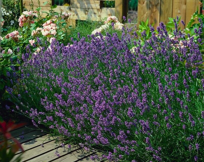 12x Lavandula ang. 'Munstead' - ↕10-25cm - Ø9cm