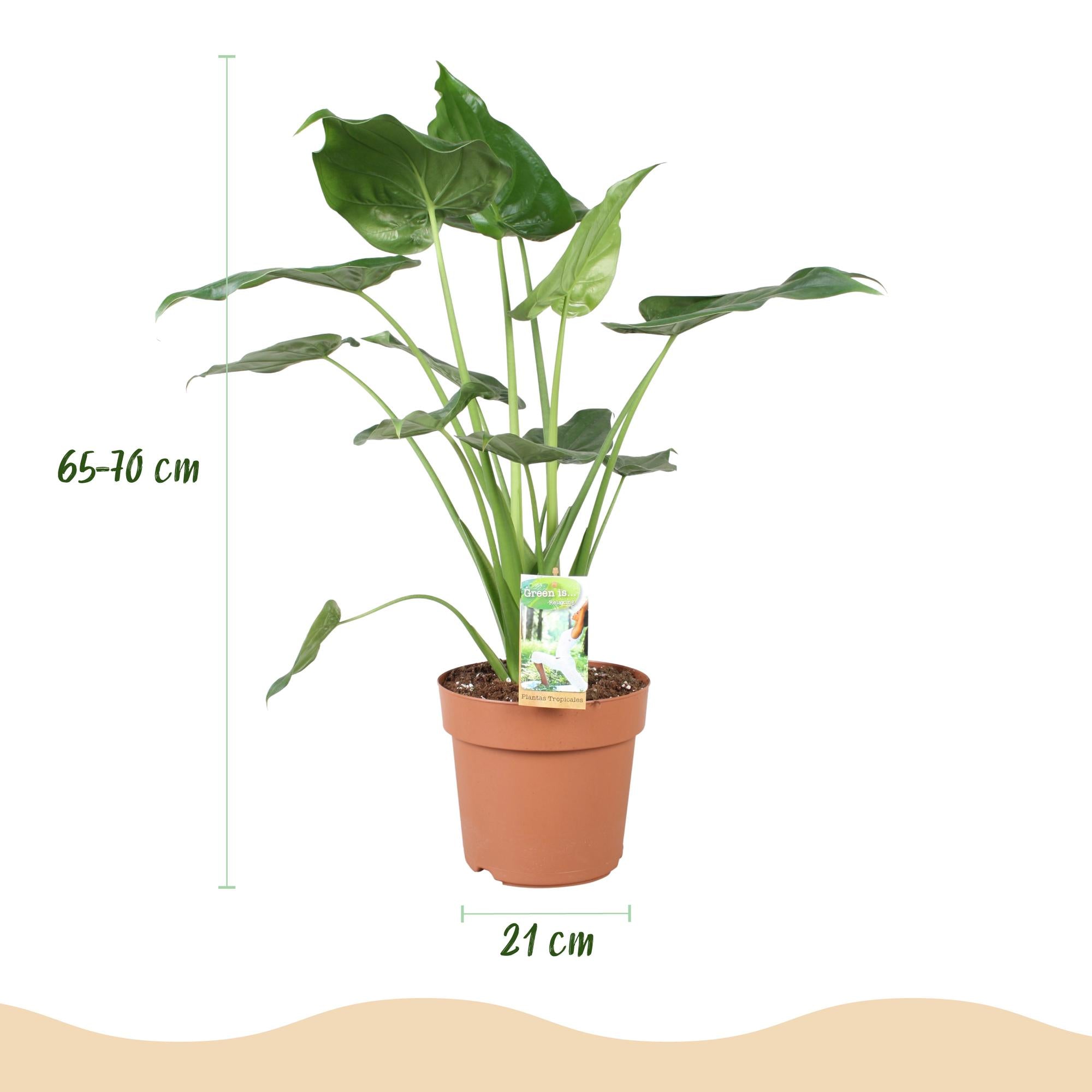 Alocasia Cucullata - Olifantsoor - met Potter Grijs - Pot 21cm - Hoogte 65-70cm