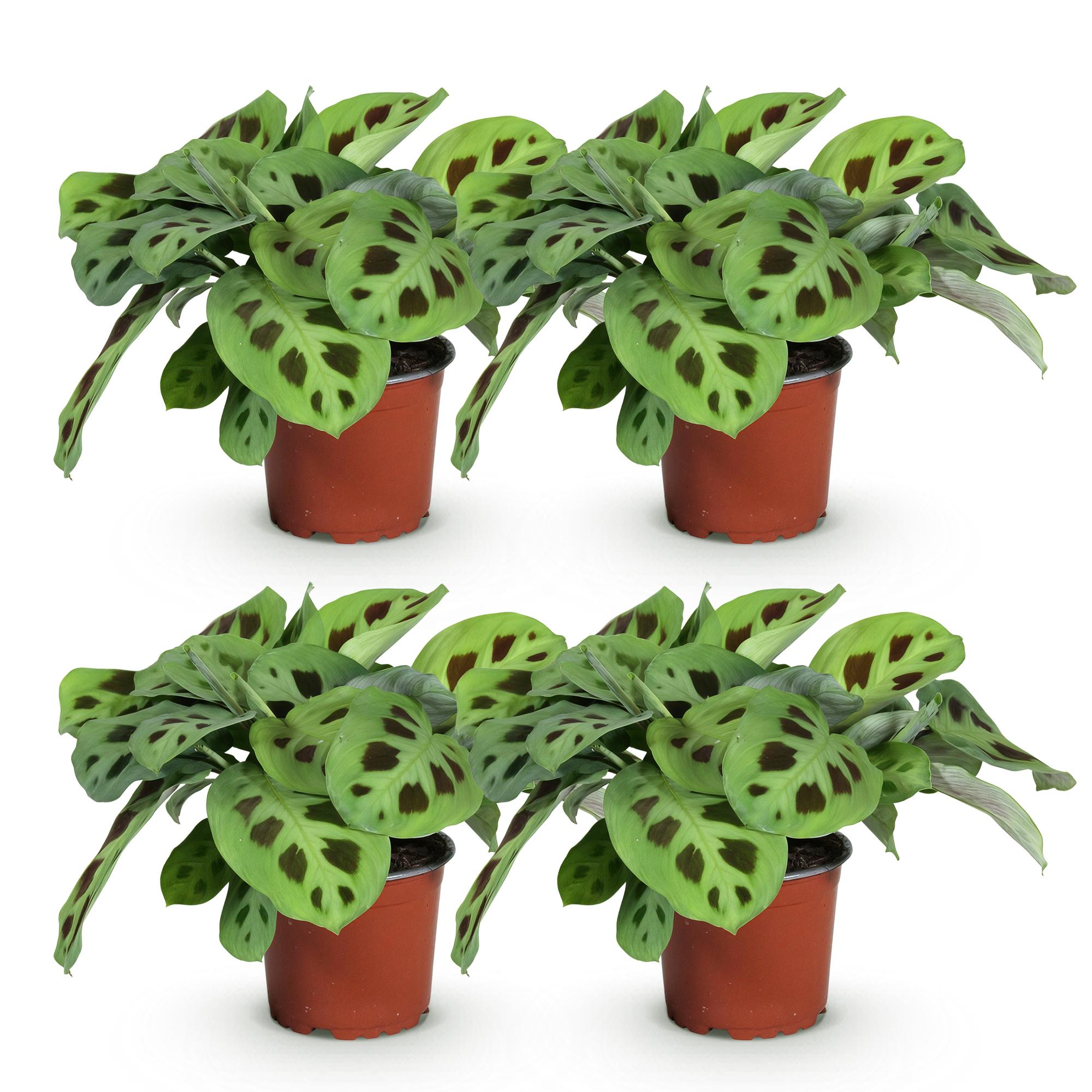 Maranta Fascinator Kerchoveana - Gebedsplant - Huisdiervriendelijk - Groen - 4 Planten - Pot 12cm - Hoogte 30-35cm