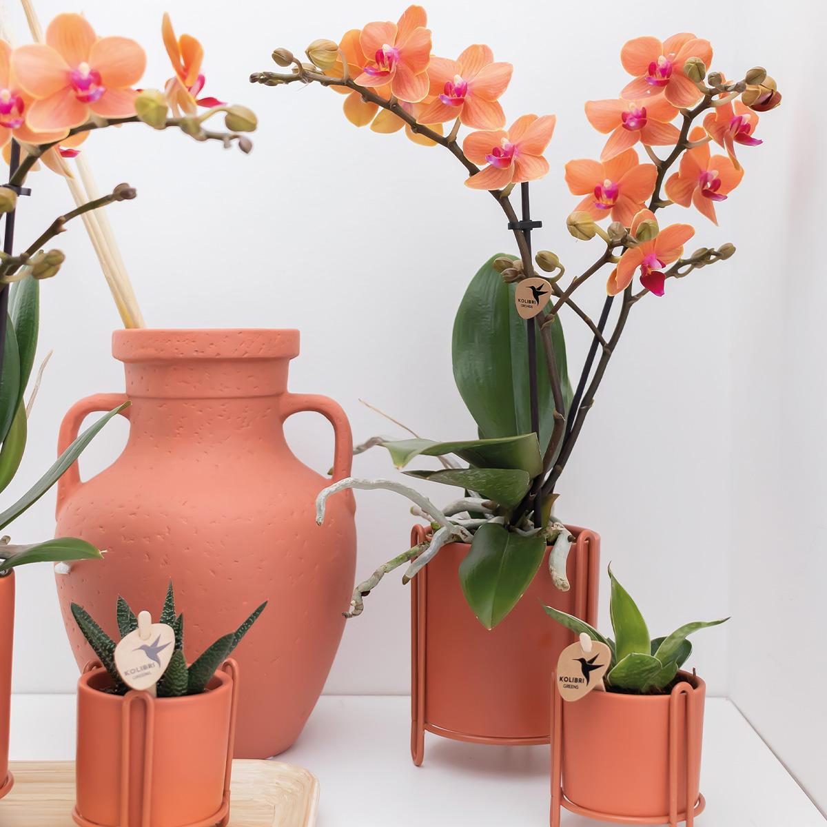 Kolibri Orchids | Orquídea Phalaenopsis naranja - Mineral Bolzano - maceta de 9 cm de diámetro | planta de interior con flor - recién salida del vivero