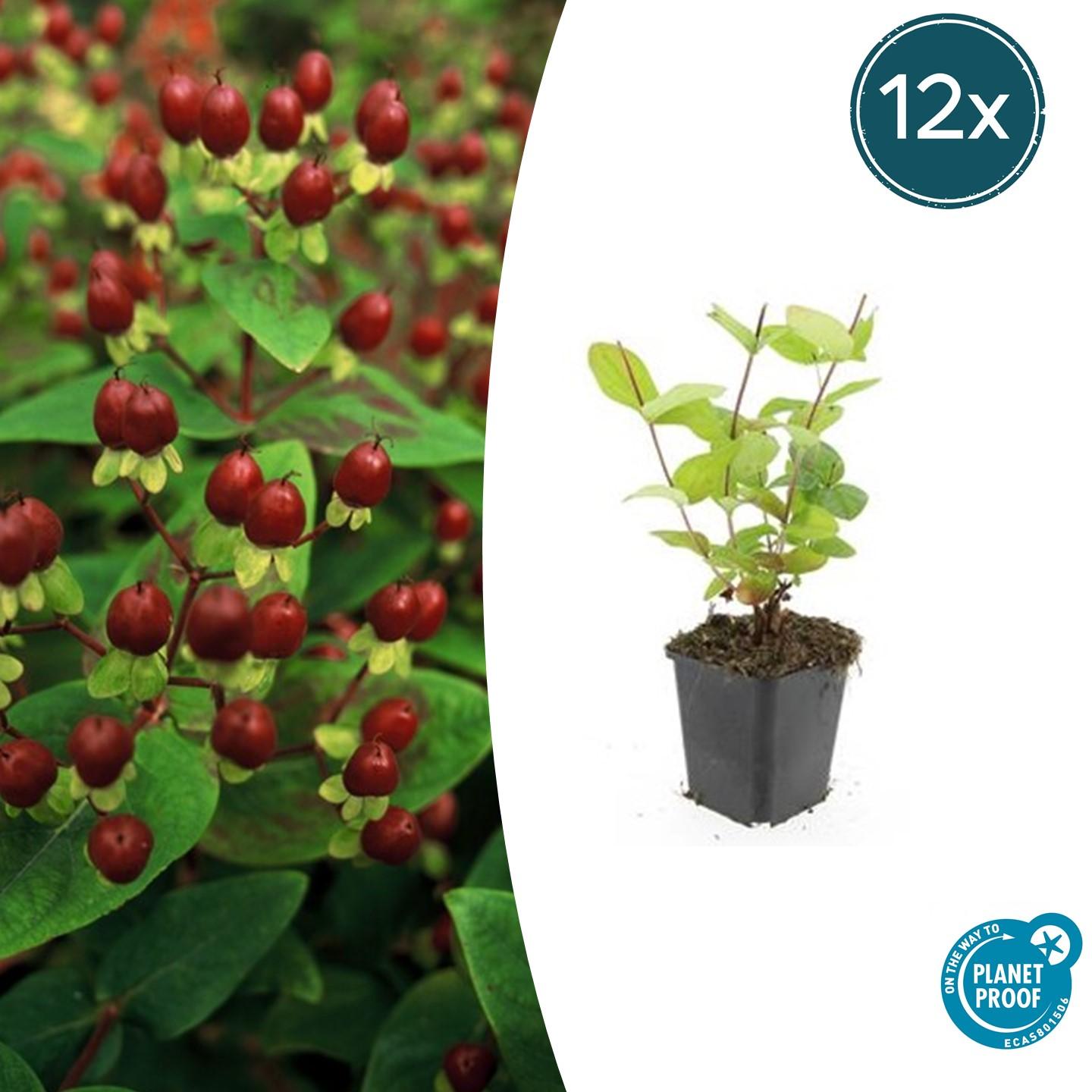 12x Hypericum inodorum 'Beauté' - ↕10-25cm - Ø9cm