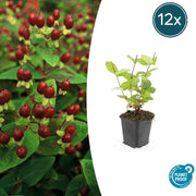 12x Hypericum inodorum 'Beauté' - ↕10-25cm - Ø9cm